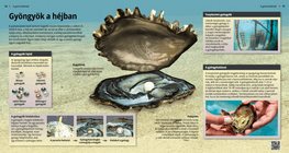 Las perlas, extraños dones de la naturaleza