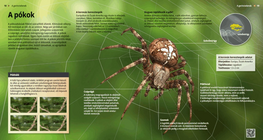 Los escorpiones, mortíferos animalitos