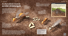 Las hormigas, un ejército organizado