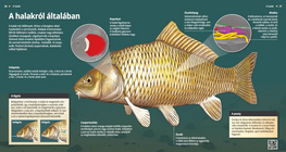 Los peces, viajeros del mundo acuático