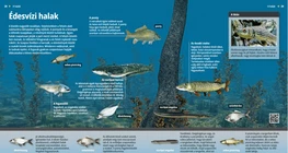 Los peces de agua dulce