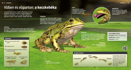 La rana comestible, el anfibio saltador de las riberas