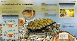 Las tortugas, criaturas lentas y tranquilas