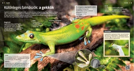 Los gecos, curiosos animales trepadores