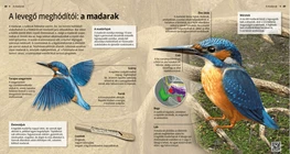 Las aves, las dueñas del aire