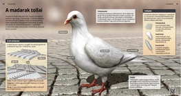 Las plumas de las aves