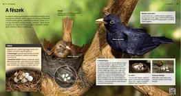 El nido, el hogar de las aves