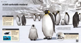 Los pingüinos, nadadores del sur