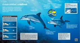 Los delfines, sabios mamíferos marinos