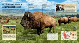 El bisonte americano, el gigante de América del Norte