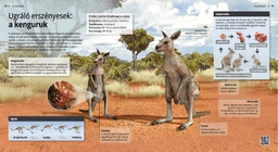 Los canguros, marsupiales saltadores