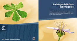 La anatomía y el crecimiento de las plantas