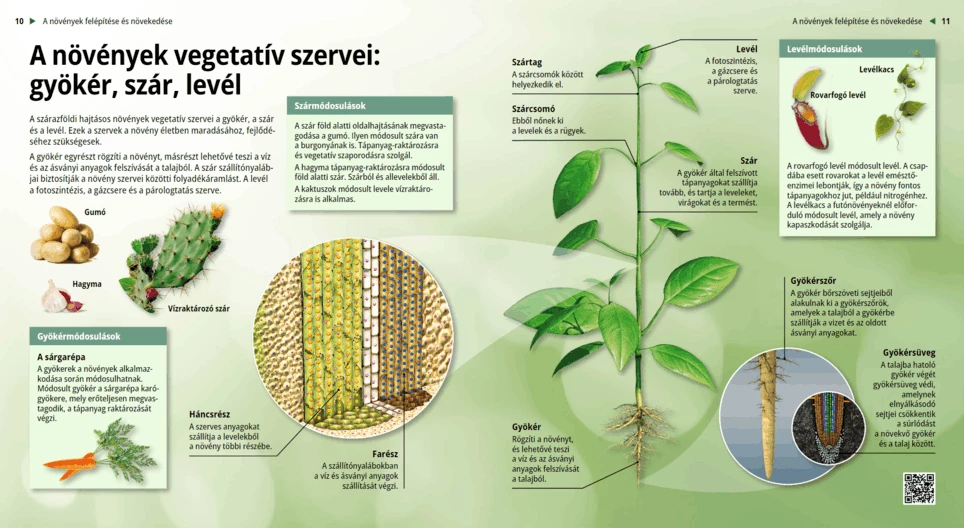 The Vegetative Organs of Plants