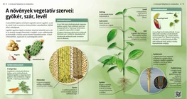 Los órganos vegetativos de las plantas
