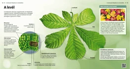 La hoja