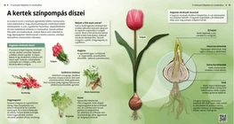Las coloridas flores de jardín