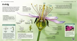 La flor