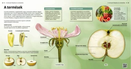 El fruto