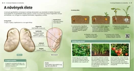 El ciclo de vida de las plantas