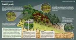 Types of Forests