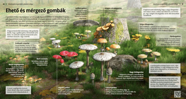 Edible and Poisonous Mushrooms