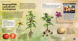 Las solanáceas: el tomate y la patata