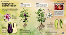 Las plantas solanáceas