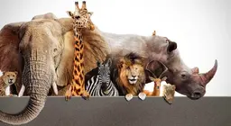 ¡Vamos de safari!