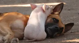 Are pigs smarter than dogs?