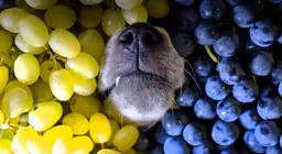 Are grapes good for you?