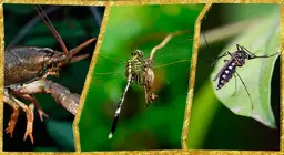 Arthropods in the water