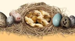 El secreto de los huevos