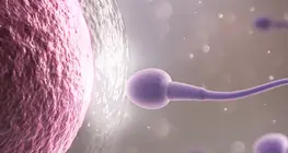 Egg cells and sperm cells