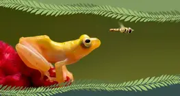 Vertebrate or invertebrate?