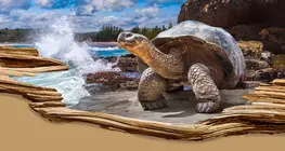 Las especies más longevas