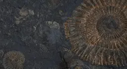 Fósseis vivos