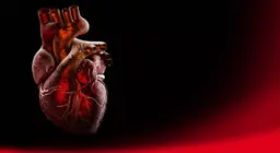 La anatomía del corazón (intermedio)