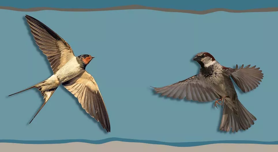 How can we recognise house sparrows and barn swallows?