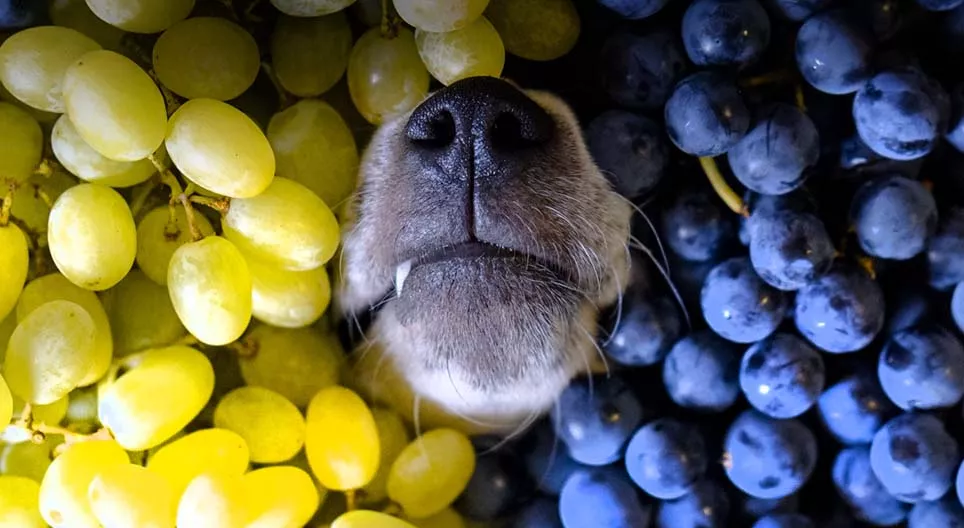 Why should we eat grapes? Digital lessons US Mozaik Digital