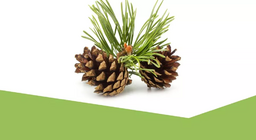 El mundo de los perennifolios