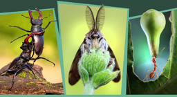 Insectos en el bosque