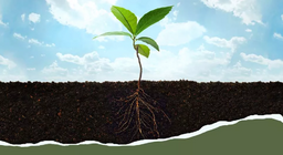 Desde la raíz hasta las hojas