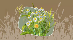 ¿Mala hierba o hierba medicinal?