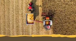 Cultivos agrícolas comunes