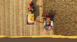 Culturas agrícolas comuns