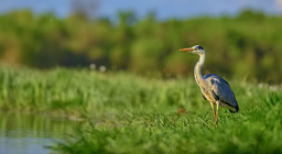 A vida na água e na costa