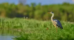 Especies acuáticas y de orilla