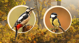 Aves que anidan en los árboles