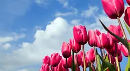 Já andou por um campo de tulipas?