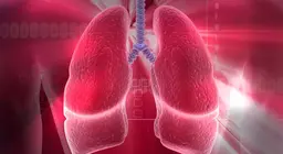 10 coisas interessantes acerca do sistema respiratório humano